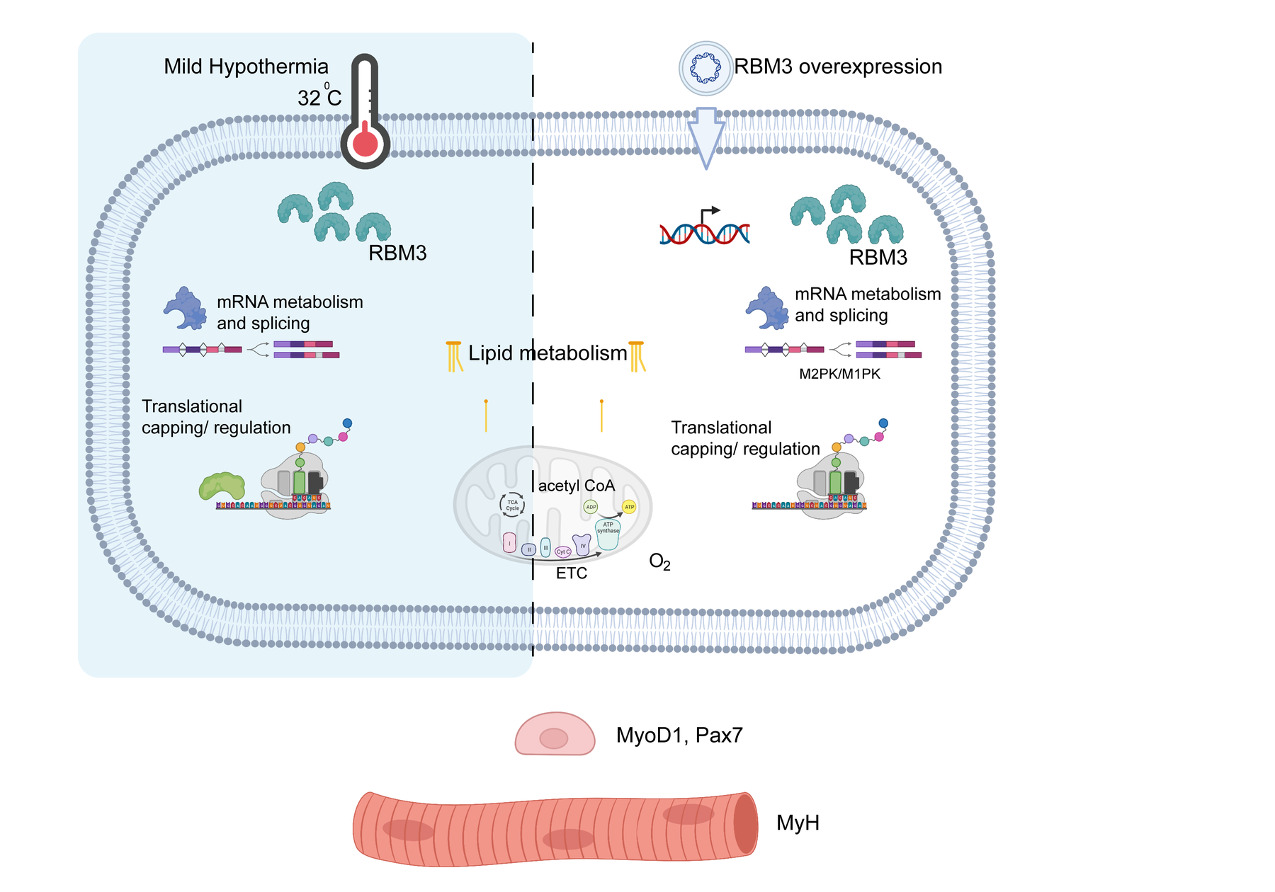 Graphical abstract summarising the cellular effects of mild hypothermia and RBM3 on RNA, lipid metabolism, mitochondria and muscle differentiation