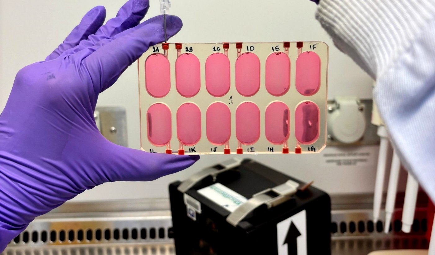 Loading human muscle stem cells into flight hardware before Axiom Mission 4