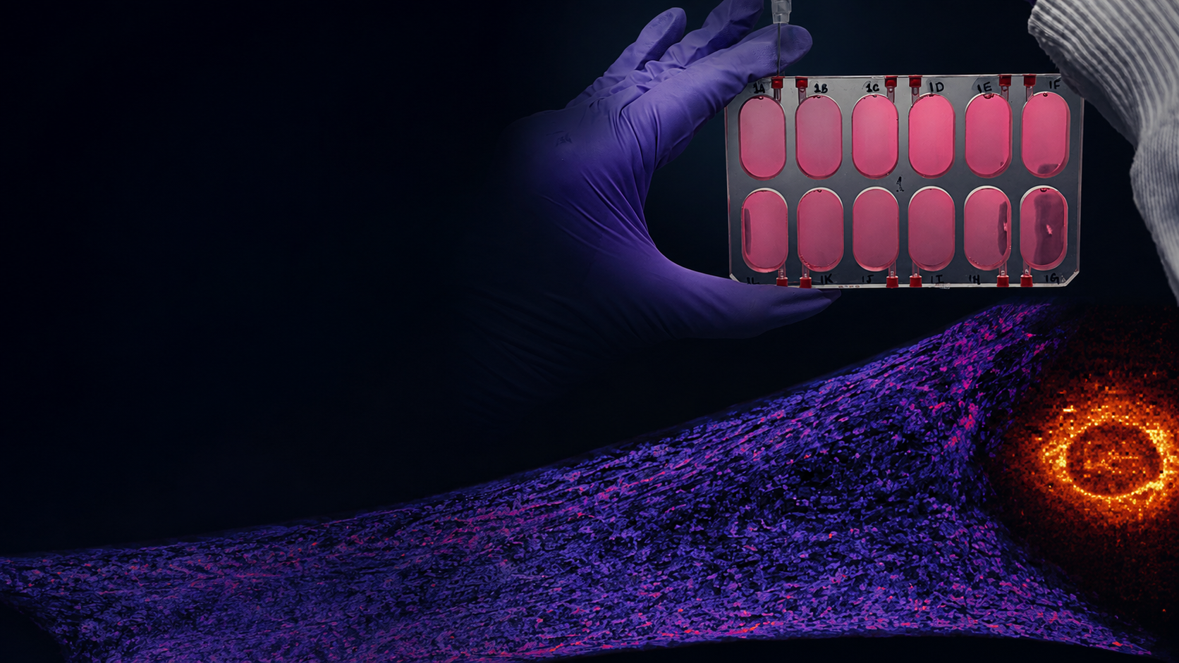 Bioengineered muscle, spaceflight preparation and Raman imaging