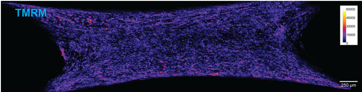 A whole bioengineered human muscle construct imaged with TMRM, showing mitochondrial membrane potential across the tissue