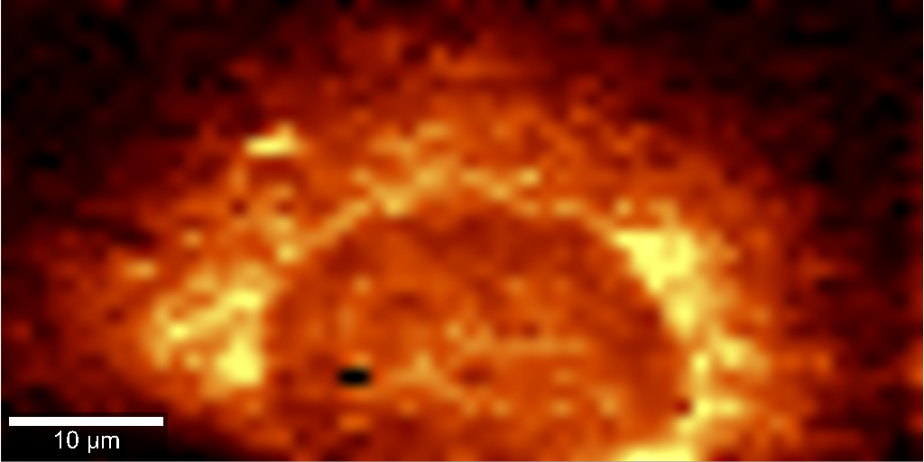 Raman chemical map of a single cell showing the spatial distribution of molecular signals